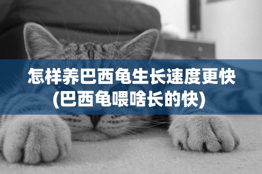 怎樣養巴西龜生長速度更快(巴西龜喂啥長的快) 