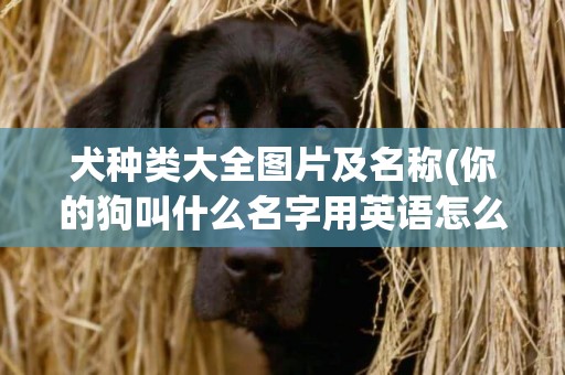 犬種類大全圖片及名稱(你的狗叫什么名字用英語怎么說) 