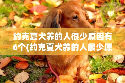 約克夏犬養的人很少原因有6個(約克夏犬養的人很少原因有這幾個) 