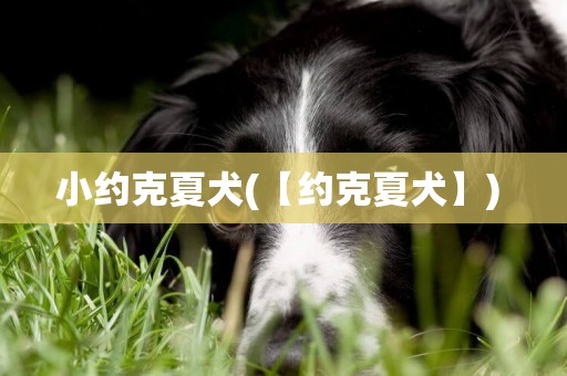 小約克夏犬(【約克夏犬】) 