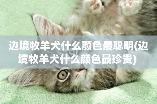 邊境牧羊犬什么顏色最聰明(邊境牧羊犬什么顏色最珍貴) 