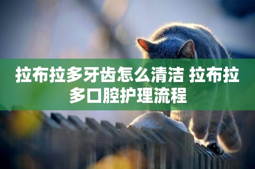 拉布拉多牙齒怎么清潔 拉布拉多口腔護理流程