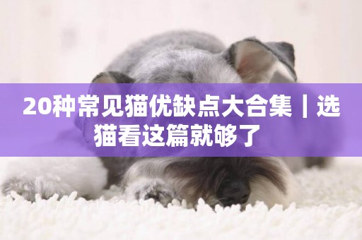 20種常見貓優缺點大合集｜選貓看這篇就夠了 