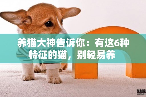 養貓大神告訴你：有這6種特征的貓，別輕易養 