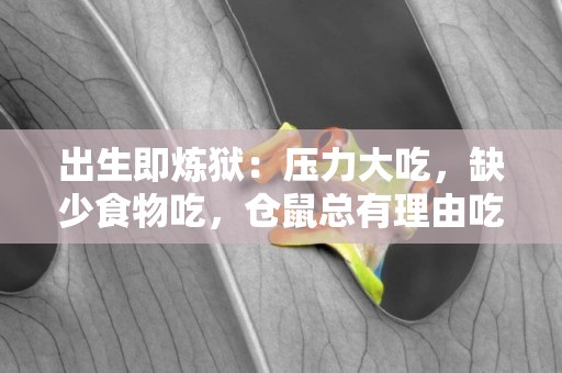 出生即煉獄：壓力大吃，缺少食物吃，倉鼠總有理由吃自己的孩子 