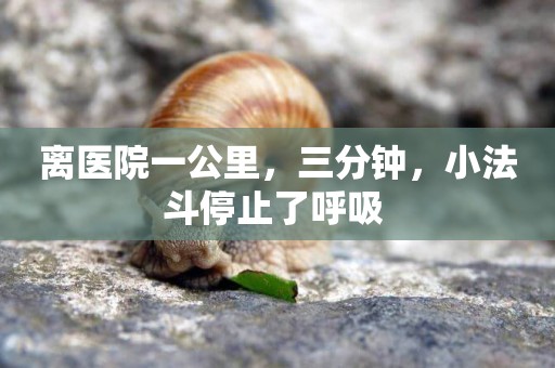 離醫院一公里，三分鐘，小法斗停止了呼吸 