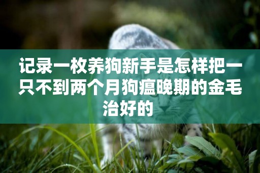 記錄一枚養狗新手是怎樣把一只不到兩個月狗瘟晚期的金毛治好的 
