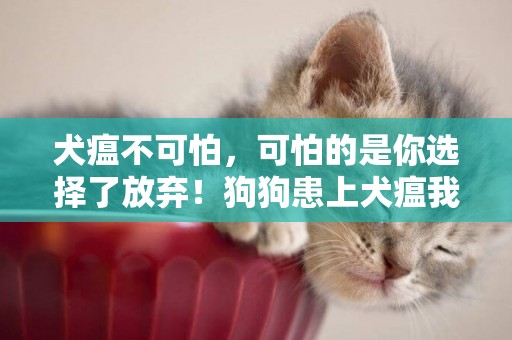犬瘟不可怕，可怕的是你選擇了放棄！狗狗患上犬瘟我們該怎么辦？ 