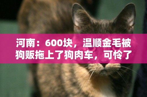 河南：600塊，溫順金毛被狗販拖上了狗肉車，可憐了狗狗一世忠誠 