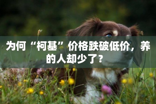為何“柯基”價格跌破低價，養的人卻少了？ 
