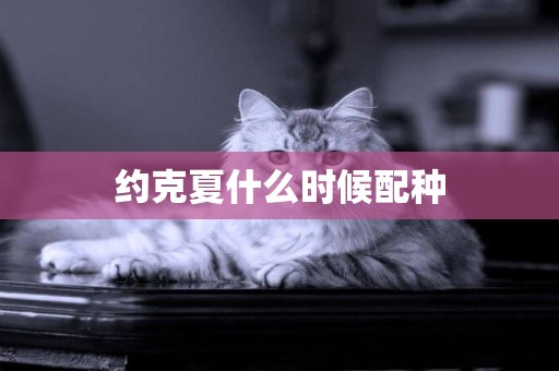 約克夏什么時候配種
