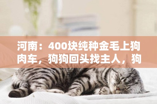 河南：400塊純種金毛上狗肉車，狗狗回頭找主人，狗販：別回頭了 