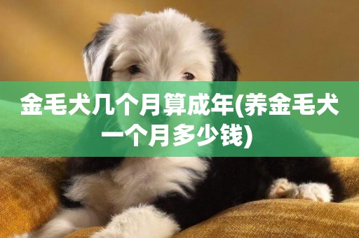金毛犬幾個月算成年(養金毛犬一個月多少錢) 