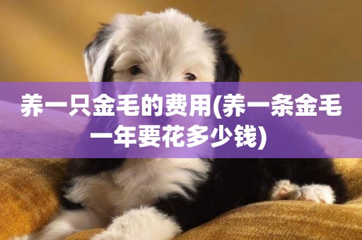 養一只金毛的費用(養一條金毛一年要花多少錢) 