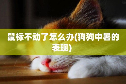 鼠標不動了怎么辦(狗狗中暑的表現) 
