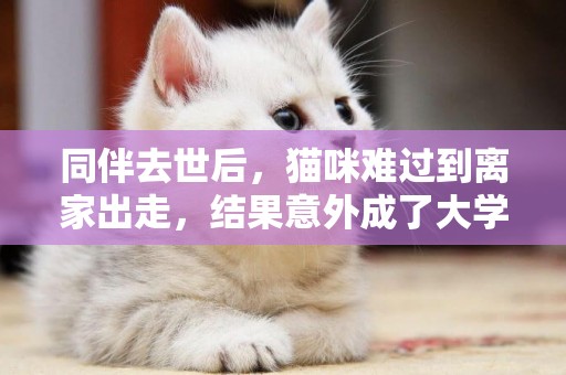 同伴去世后，貓咪難過到離家出走，結果意外成了大學教授 