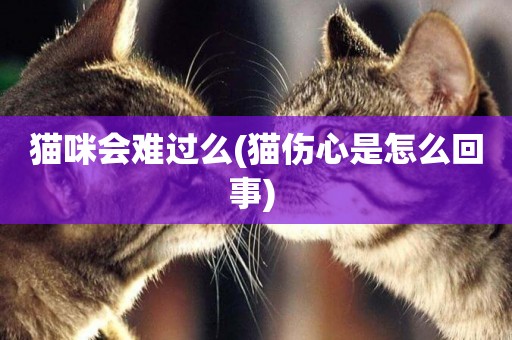 貓咪會難過么(貓傷心是怎么回事) 