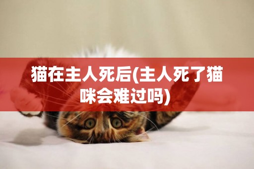 貓在主人死后(主人死了貓咪會難過嗎) 
