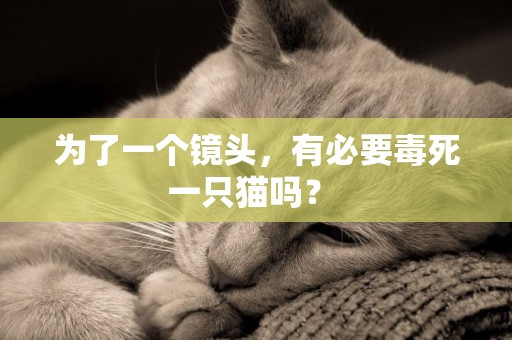 為了一個鏡頭，有必要毒死一只貓嗎？ 
