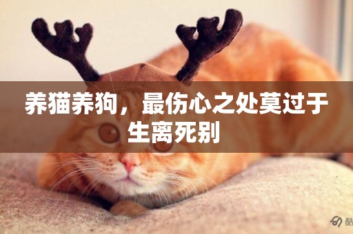 養貓養狗，最傷心之處莫過于生離死別 