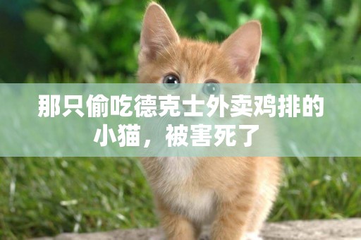 那只偷吃德克士外賣雞排的小貓，被害死了 