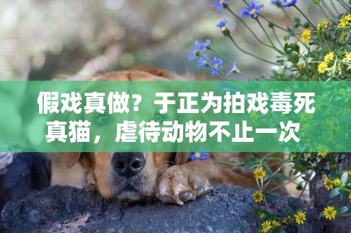 假戲真做？于正為拍戲毒死真貓，虐待動物不止一次 