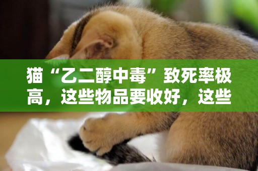 貓“乙二醇中毒”致死率極高，這些物品要收好，這些知識要知道！ 