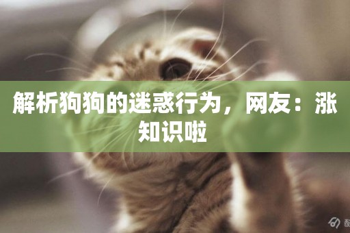 解析狗狗的迷惑行為，網友：漲知識啦 