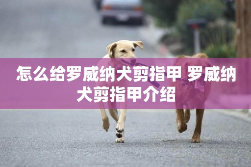 怎么給羅威納犬剪指甲 羅威納犬剪指甲介紹