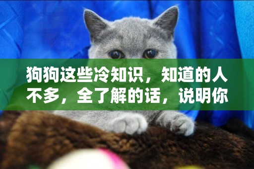 狗狗這些冷知識，知道的人不多，全了解的話，說明你很厲害 