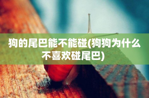 狗的尾巴能不能碰(狗狗為什么不喜歡碰尾巴) 