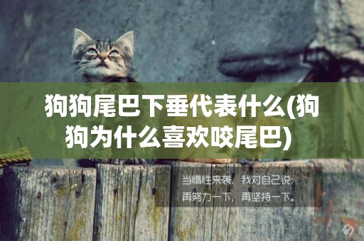 狗狗尾巴下垂代表什么(狗狗為什么喜歡咬尾巴) 