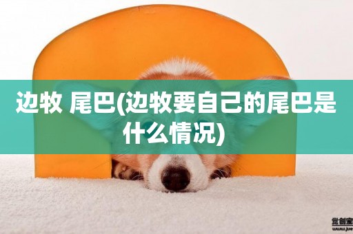 邊牧 尾巴(邊牧要自己的尾巴是什么情況) 