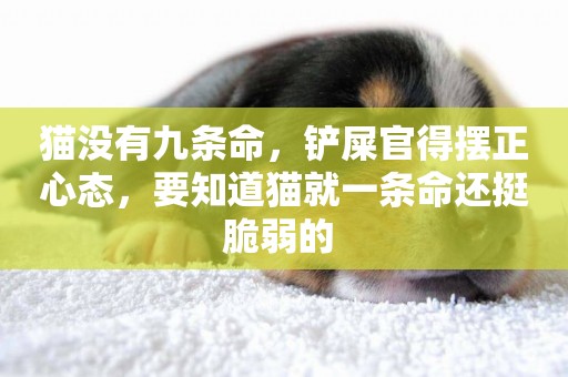 貓沒有九條命，鏟屎官得擺正心態，要知道貓就一條命還挺脆弱的 