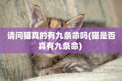 請問貓真的有九條命嗎(貓是否真有九條命) 