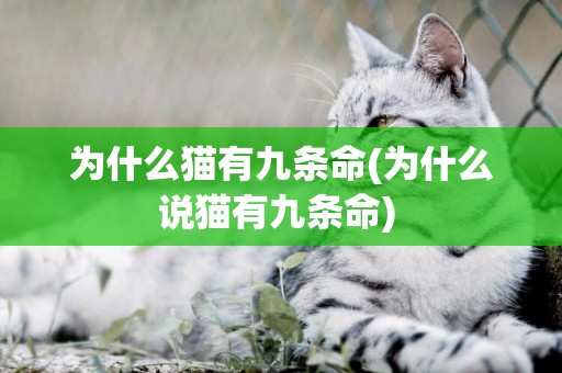 為什么貓有九條命(為什么說貓有九條命) 