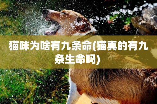 貓咪為啥有九條命(貓真的有九條生命嗎) 