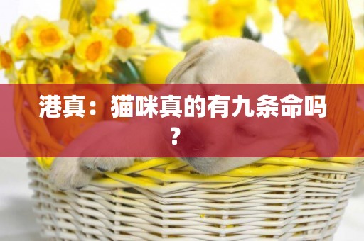 港真：貓咪真的有九條命嗎？ 