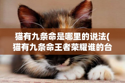 貓有九條命是哪里的說法(貓有九條命王者榮耀誰的臺詞) 