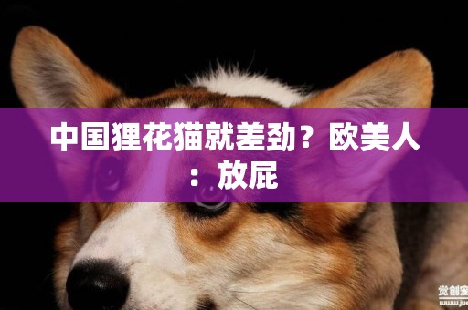 中國貍花貓就差勁？歐美人：放屁 