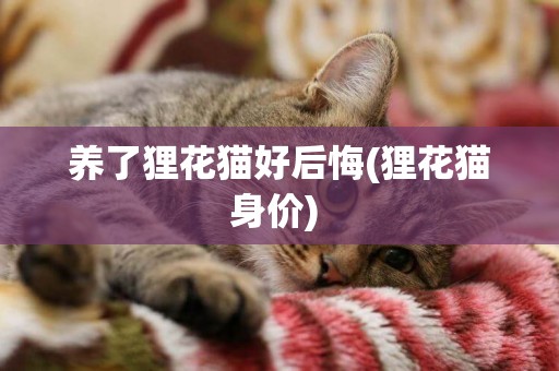 養了貍花貓好后悔(貍花貓身價) 