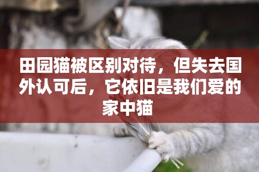 田園貓被區別對待，但失去國外認可后，它依舊是我們愛的家中貓 
