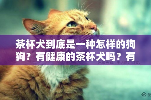 茶杯犬到底是一種怎樣的狗狗？有健康的茶杯犬嗎？有哪些健康問題 