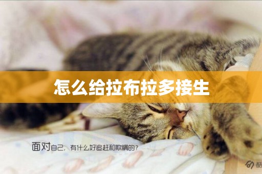 怎么給拉布拉多接生