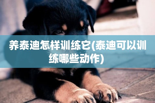 養泰迪怎樣訓練它(泰迪可以訓練哪些動作) 