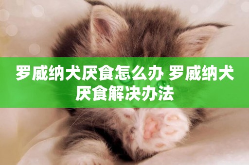 羅威納犬厭食怎么辦 羅威納犬厭食解決辦法