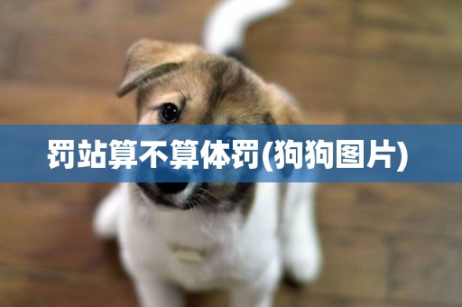罰站算不算體罰(狗狗圖片) 