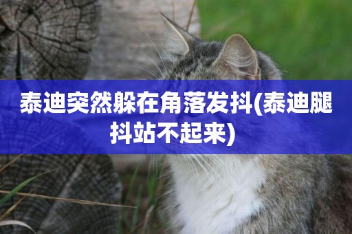 泰迪突然躲在角落發抖(泰迪腿抖站不起來) 