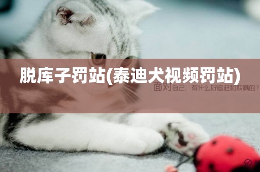 脫庫子罰站(泰迪犬視頻罰站) 