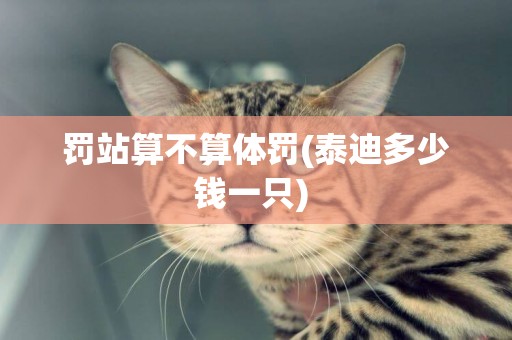 罰站算不算體罰(泰迪多少錢一只) 